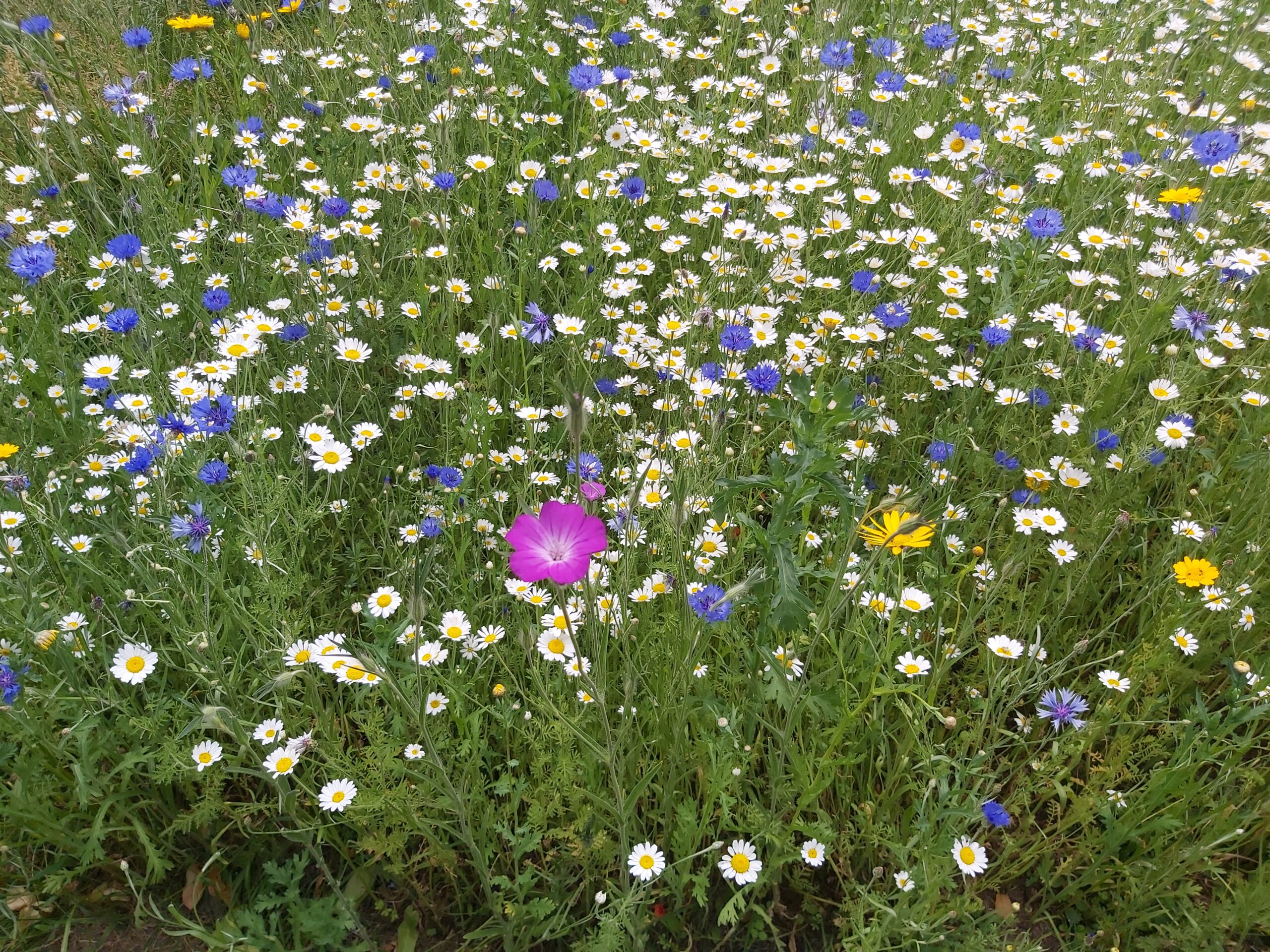 Nature spaces to explore on a new app!